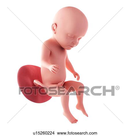 Picture - Human fetus age 31 weeks. Fotosearch