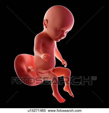 Stock Photography - Human fetus age 31 weeks. Fotosearch