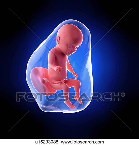 Stock Photography - Human fetus age 31 weeks. Fotosearch