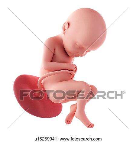 Stock Image - Human fetus age 32 weeks. Fotosearch