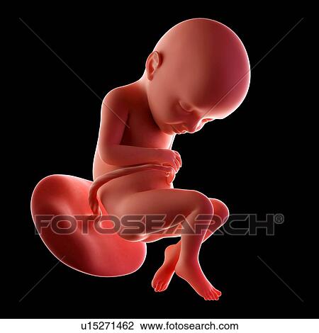 Stock Image - Human fetus age 32 weeks. Fotosearch