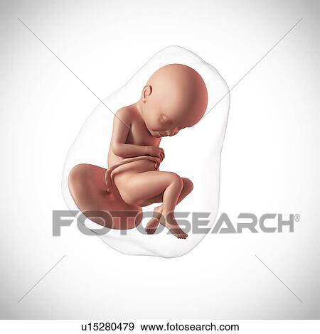 Human fetus age 32 weeks View Large Photo Image Stock Photo - Human fetus age 32 weeks. Fotosearch