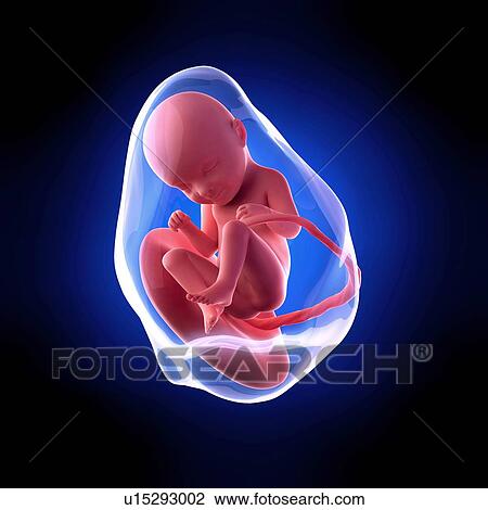 Human fetus age 33 weeks View Large Photo Image Stock Image - Human fetus age 33 weeks. Fotosearch