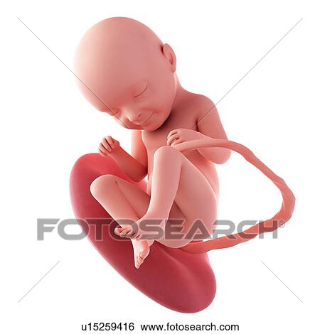 Human fetus age 33 weeks View Large Photo Image Stock Photograph - Human fetus age 33 weeks. Fotosearch
