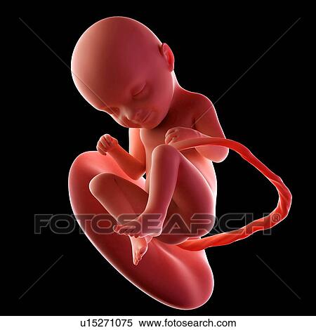 Human fetus age 33 weeks View Large Photo Image Stock Photography - Human fetus age 33 weeks. Fotosearch