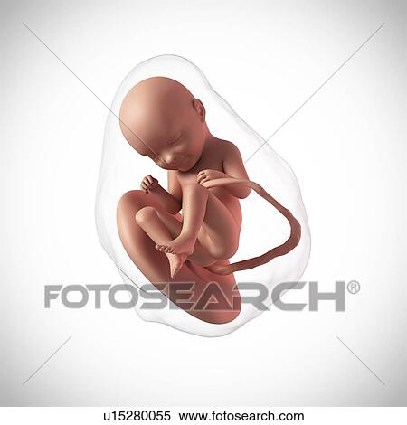Human fetus age 33 weeks View Large Photo Image Stock Photography - Human fetus age 33 weeks. Fotosearch
