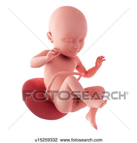 Stock Image - Human fetus age 34 weeks. Fotosearch