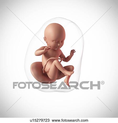 Human fetus age 34 weeks View Large Photo Image Stock Image - Human fetus age 34 weeks. Fotosearch