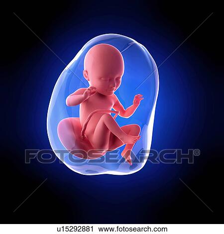 Human fetus age 34 weeks View Large Photo Image Stock Image - Human fetus age 34 weeks. Fotosearch