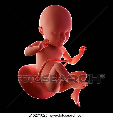 Human fetus age 34 weeks View Large Photo Image Stock Photography - Human fetus age 34 weeks. Fotosearch