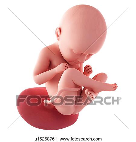 Human fetus age 35 weeks View Large Photo Image Stock Image - Human fetus age 35 weeks. Fotosearch