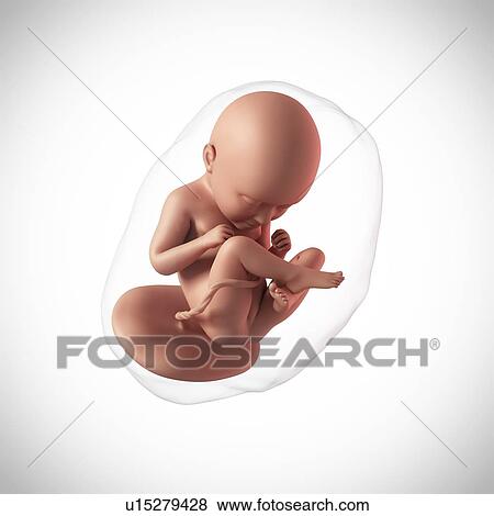 Human fetus age 35 weeks View Large Photo Image Stock Photo - Human fetus age 35 weeks. Fotosearch