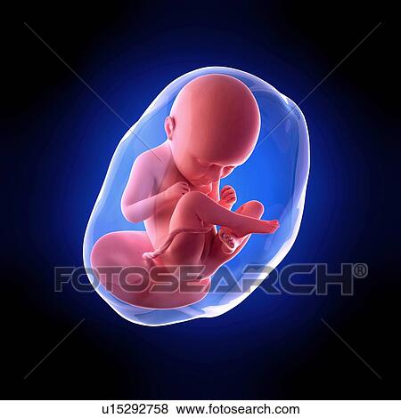 Human fetus age 35 weeks View Large Photo Image Stock Photo - Human fetus age 35 weeks. Fotosearch