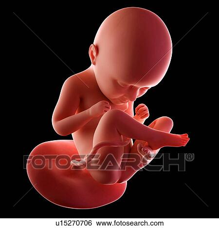 Human fetus age 35 weeks View Large Photo Image Stock Photograph - Human fetus age 35 weeks. Fotosearch