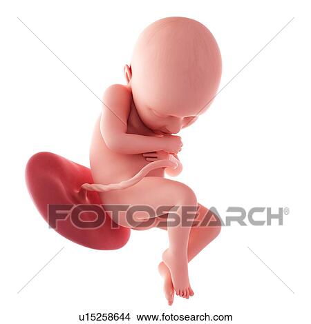 Human fetus age 36 weeks View Large Photo Image Picture - Human fetus age 36 weeks. Fotosearch