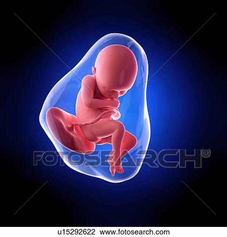 Human fetus age 36 weeks View Large Photo Image Stock Image - Human fetus age 36 weeks. Fotosearch