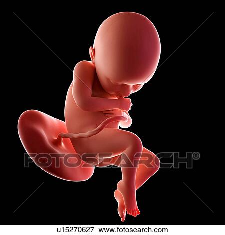 Human fetus age 36 weeks View Large Photo Image Stock Photo - Human fetus age 36 weeks. Fotosearch