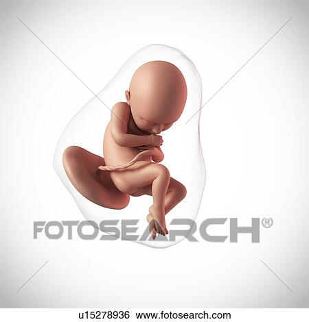 Stock Photograph - Human fetus age 36 weeks. Fotosearch