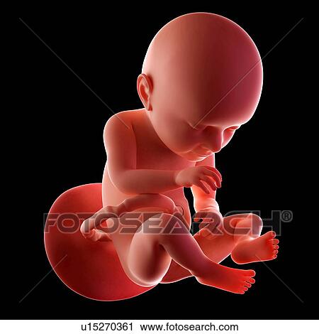 Human fetus age 37 weeks View Large Photo Image Stock Image - Human fetus age 37 weeks. Fotosearch