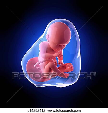 Human fetus age 37 weeks View Large Photo Image Stock Image - Human fetus age 37 weeks. Fotosearch