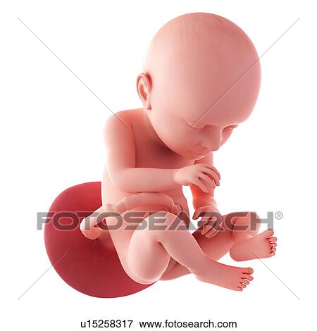 Stock Photo - Human fetus age 37 weeks. Fotosearch