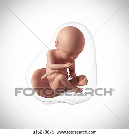 Stock Photography - Human fetus age 37 weeks. Fotosearch