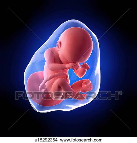 Human fetus age 38 weeks View Large Photo Image Picture - Human fetus age 38 weeks. Fotosearch