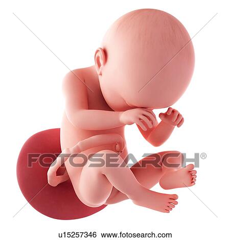 Stock Photograph - Human fetus age 38 weeks. Fotosearch