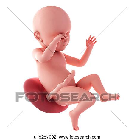 Human fetus age 39 weeks View Large Photo Image Stock Image - Human fetus age 39 weeks. Fotosearch