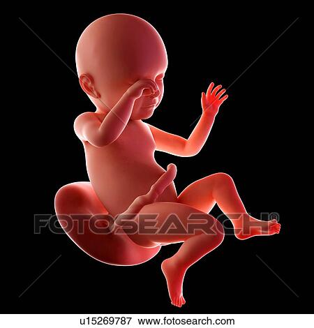 Stock Photo - Human fetus age 39 weeks. Fotosearch