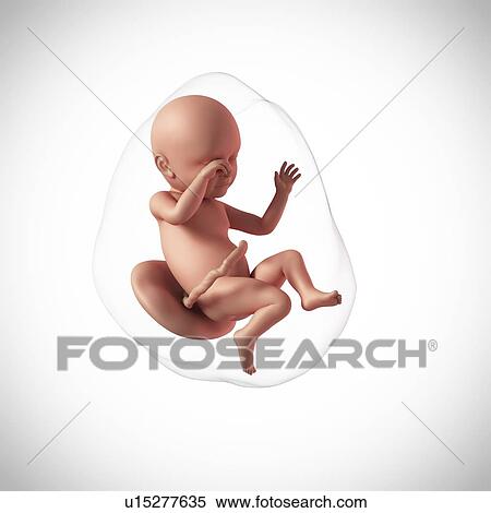 Human fetus age 39 weeks View Large Photo Image Stock Photography - Human fetus age 39 weeks. Fotosearch