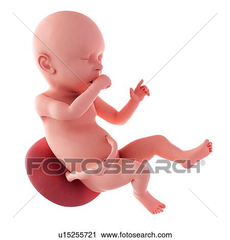 Human fetus age 40 weeks View Large Photo Image Stock Image - Human fetus age 40 weeks. Fotosearch