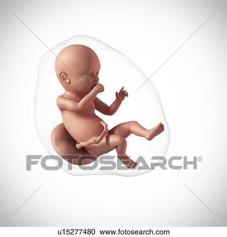 Human fetus age 40 weeks View Large Photo Image Stock Image - Human fetus age 40 weeks. Fotosearch