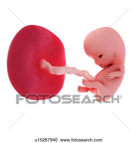 Human fetus age 9 weeks View Large Photo Image Stock Image - Human fetus age 9 weeks. Fotosearch