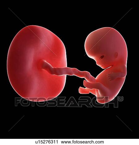 Human fetus age 9 weeks View Large Photo Image Stock Image - Human fetus age 9 weeks. Fotosearch
