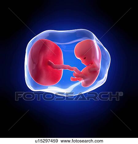 Human fetus age 9 weeks View Large Photo Image Stock Photo - Human fetus age 9 weeks. Fotosearch
