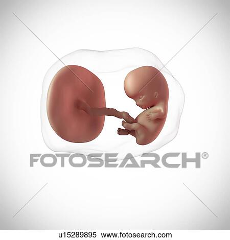 Stock Photography - Human fetus age 9 weeks. Fotosearch