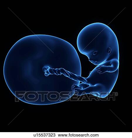 Stock Image - Human foetus age 10 weeks. Fotosearch
