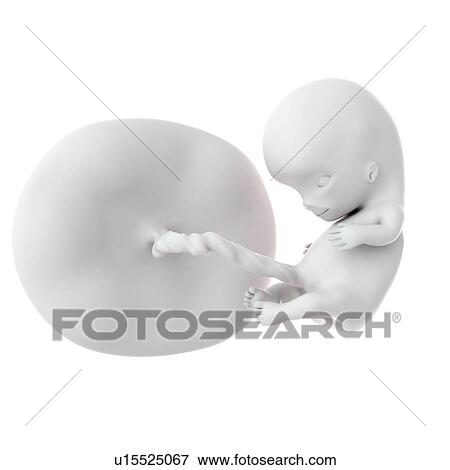 Human foetus age 10 weeks View Large Photo Image Stock Photo - Human foetus age 10 weeks. Fotosearch