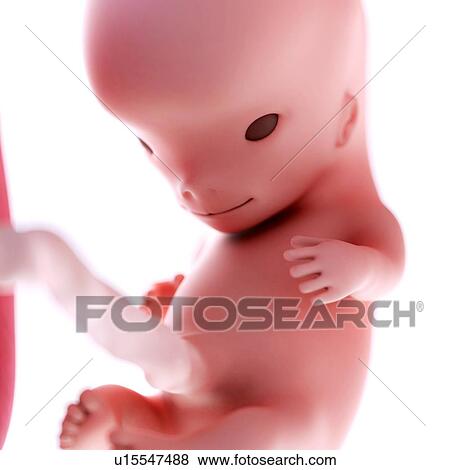 Human foetus age 10 weeks View Large Photo Image Stock Photo - Human foetus age 10 weeks. Fotosearch
