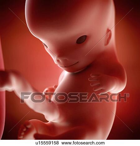 Stock Photo - Human foetus age 10 weeks. Fotosearch