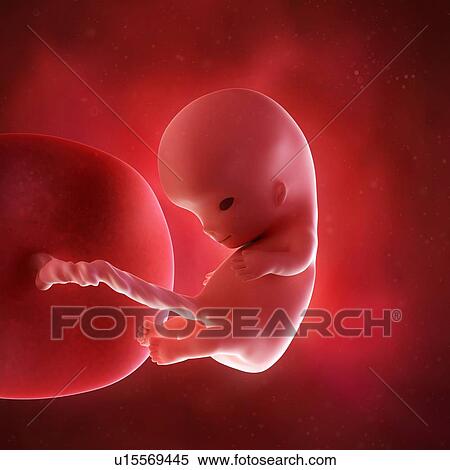 Stock Photography - Human foetus age 10 weeks. Fotosearch
