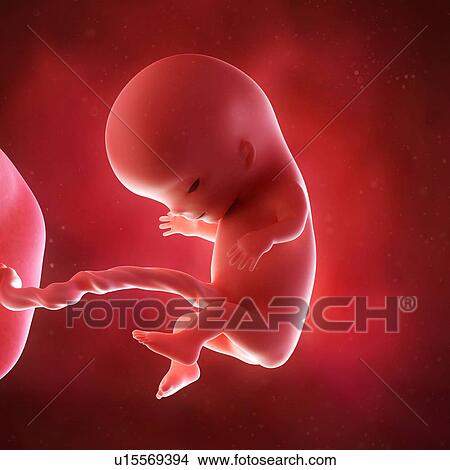 Picture - Human foetus age 11 weeks. Fotosearch