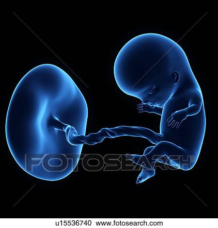 Human foetus age 11 weeks View Large Photo Image Stock Image - Human foetus age 11 weeks. Fotosearch