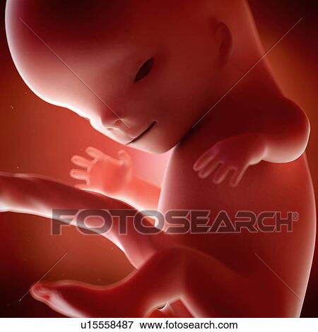 Stock Photo - Human foetus age 11 weeks. Fotosearch