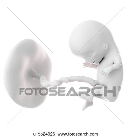 Stock Photograph - Human foetus age 11 weeks. Fotosearch