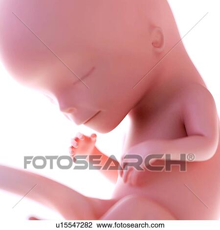 Human foetus age 12 weeks View Large Photo Image Stock Image - Human foetus age 12 weeks. Fotosearch