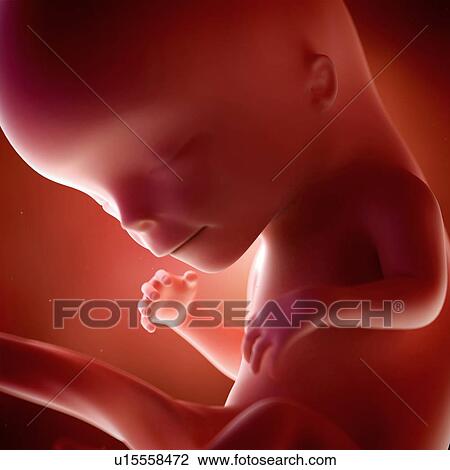 Stock Image - Human foetus age 12 weeks. Fotosearch