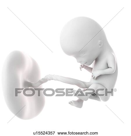 Human foetus age 12 weeks View Large Photo Image Stock Photo - Human foetus age 12 weeks. Fotosearch