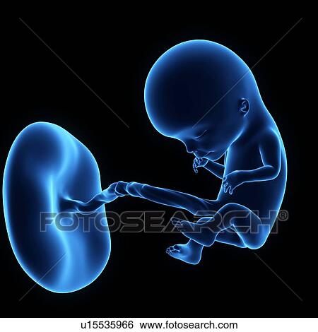 Stock Photograph - Human foetus age 12 weeks. Fotosearch